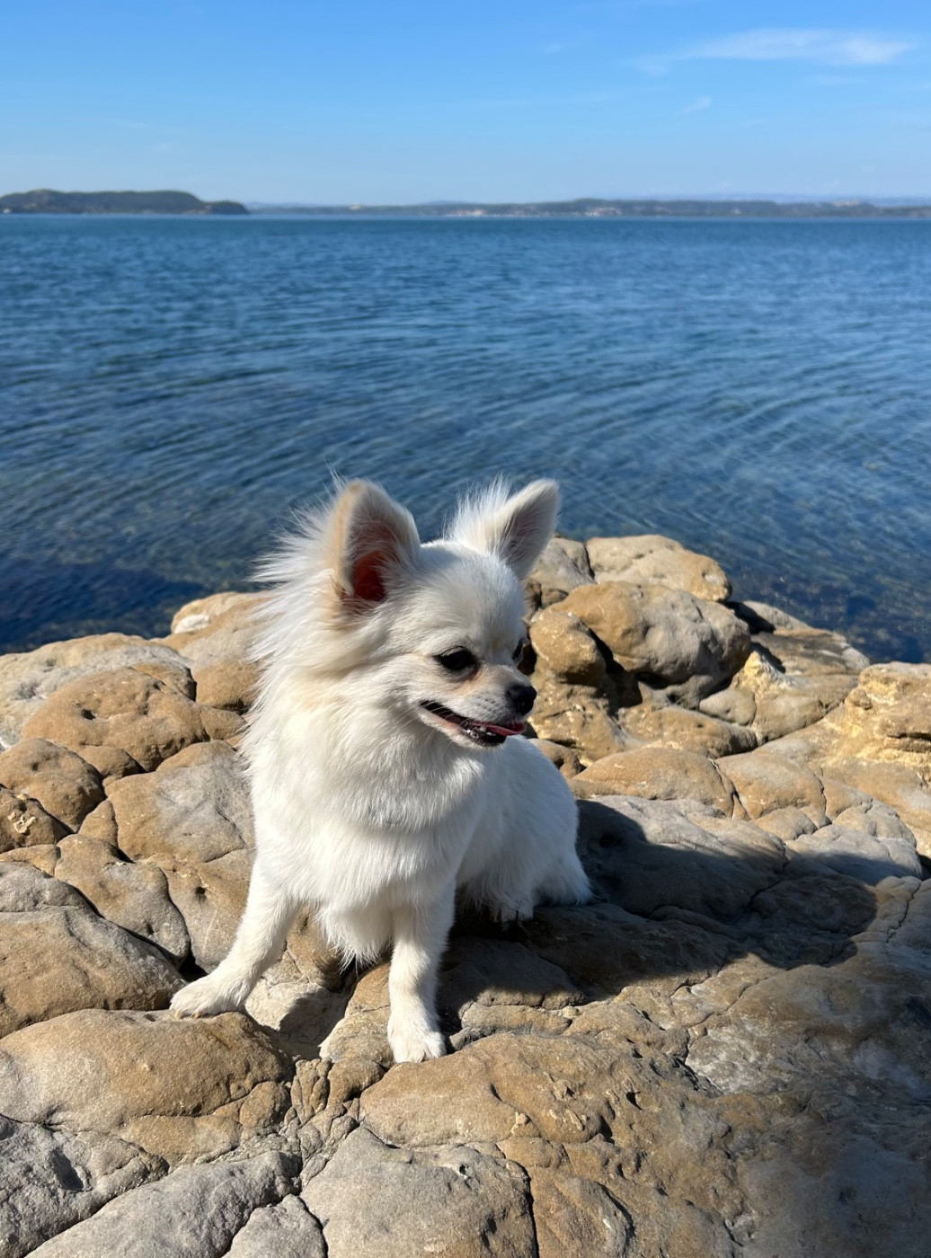 Awaï dit Ava du Domaine d Orca